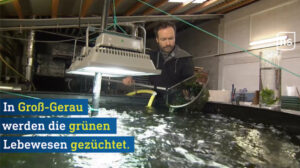 Algenzucht mit Dr. Stefan Sebök beim HR3 (Foto: Hessenschau) Algenzucht mit Dr. Stefan Sebök beim HR3 (Foto: Hessenschau)